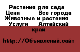 Растения для сада › Цена ­ 200 - Все города Животные и растения » Услуги   . Алтайский край